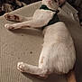 cat, white_cat, orange_spots, pet, indoor, harness, feline, relaxed, lying_down, curious, texture, fabric, close_up, animal, mammal, domestic, whiskers, ears, tail, paws
