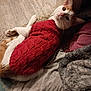 cat, red_sweater, knitted, pet, indoor, cozy, blanket, fur, white_and_orange, floor, curious, relaxed, cute, animal, domestic, resting, warm, soft, portrait, looking