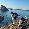 dog, rock, sea, water, sky, outdoor, animal, nature, coast, sunlight, sunny, happy, pet, landscape, black_and_white, canine, daytime, waves, shore, blue_sky