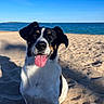 Mina participe au concours pour gagner de l'argent avec cette photo : dog, beach, sand, sea, sky, sunlight, tongue_out, happy, pet, animal, outdoor, nature, canine, black_and_white, portrait, summer, daytime, smiling, friendly, playful