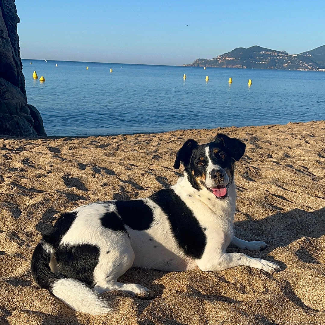 Mina participe au concours pour gagner de l'argent avec cette photo : dog, beach, sand, sea, water, sky, sunlight, coast, animal, canine, outdoor, nature, relaxation, landscape, black_and_white, happy, lying_down, summer, vacation, scenic
