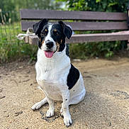 Mina a rejoint le concours — aidez-le/la à gagner de superbes lots ! dog, sitting, black_and_white, park_bench, outdoor, gravel, tongue_out, pet, animal, ears, fur, nature, greenery, daylight, happy, cute, canine, companion, friendly, leash