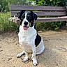 dog, sitting, black_and_white, park_bench, outdoor, gravel, tongue_out, pet, animal, ears, fur, nature, greenery, daylight, happy, cute, canine, companion, friendly, leash