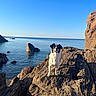 Mina participe au concours pour gagner de l'argent avec cette photo : dog, rock, sea, water, sky, outdoor, nature, sunlight, animal, coast, landscape, pets, happy, daylight, smiling, summer, waves, shore, scenic, black_and_white