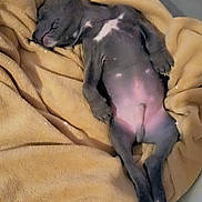 Falco a rejoint le concours — aidez-le/la à gagner de superbes lots ! adorable, animal, blanket, canine, cozy, cute, dog, fur, indoor, paw, pet, pink_belly, puppy, relaxed, resting, sleeping, small, snuggled, soft, young