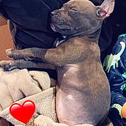 Falco a rejoint le concours — aidez-le/la à gagner de superbes lots ! puppy, sleeping, blanket, cushion, indoor, cozy, cute, resting, dog, pet, animal, soft, relaxation, snuggle, comfort, brown, fur, ears, closed_eyes, heart_emoji