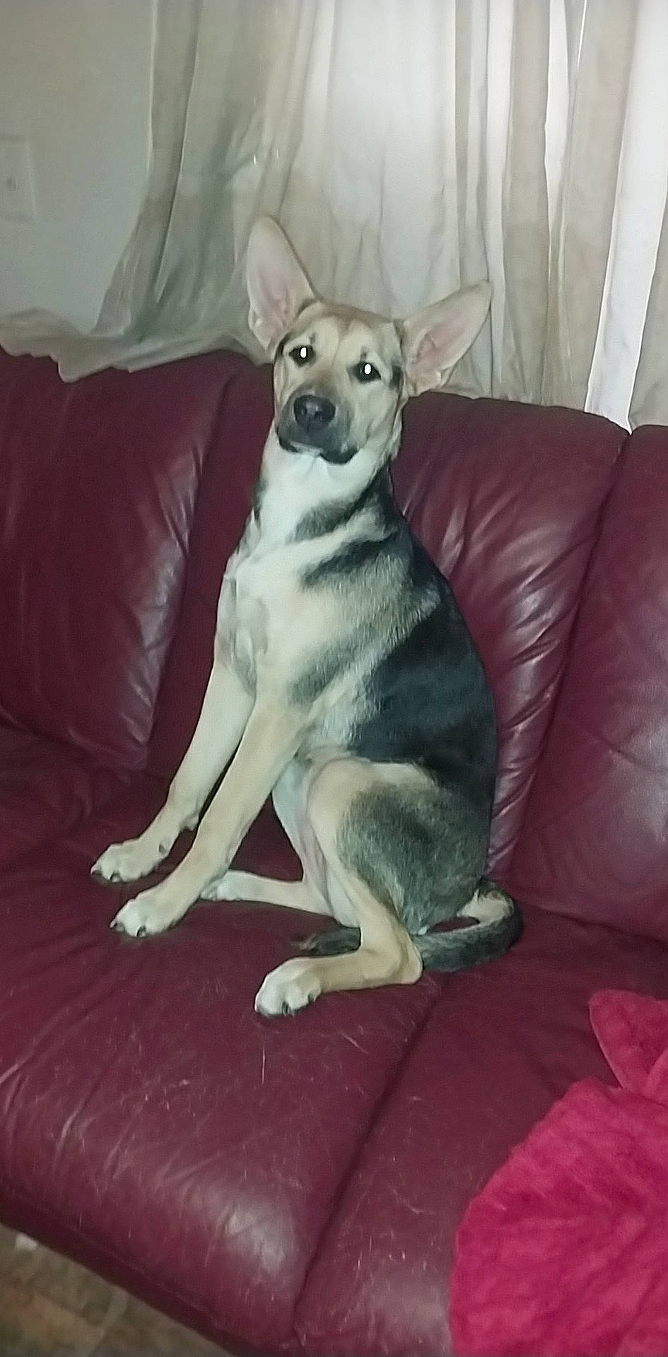 Honey is registered to the contest to win money with this photo: canidae, carnivore, comfort, companion_dog, couch, dog, dog_breed, dog_supply, fawn, fur, grey, non_sporting_group, paw, sitting, snout, sporting_group, tail, terrestrial_animal, whiskers, working_animal