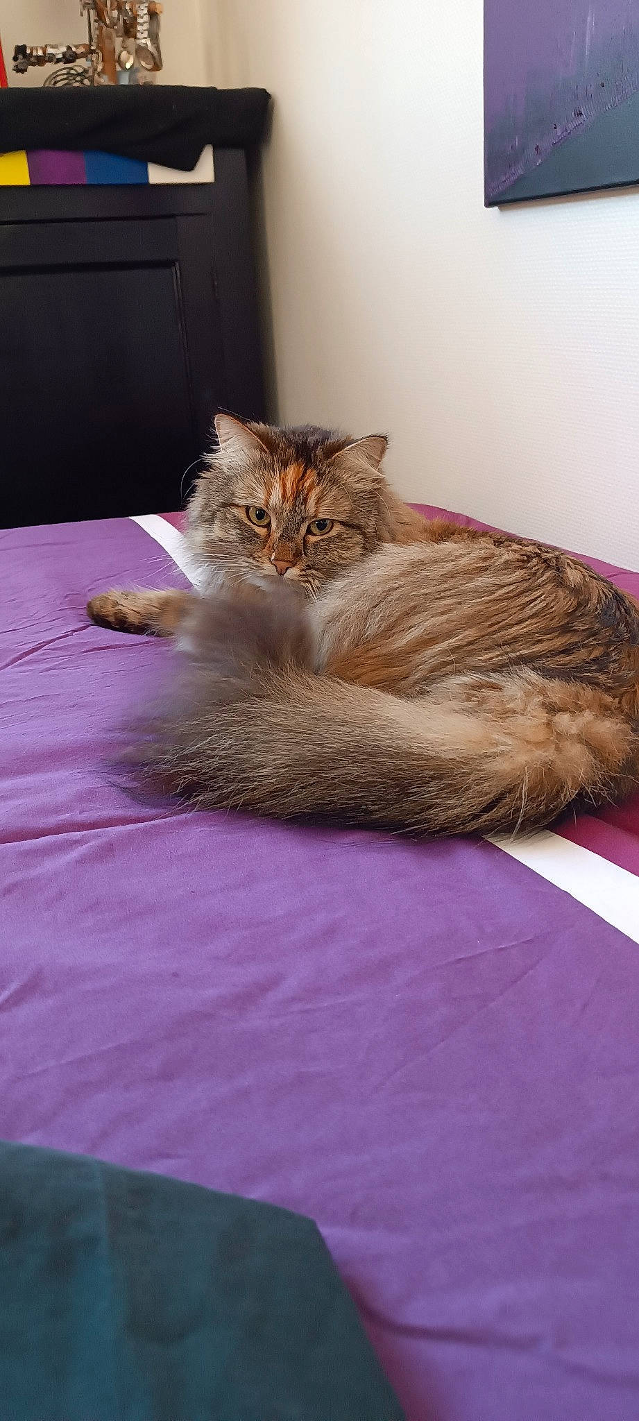 Phybee participe au concours pour gagner de l'argent avec cette photo : bed, bed_sheet, bedding, carnivore, cat, comfort, domestic_short_haired_cat, eye, fawn, felidae, flooring, fur, hardwood, linens, nap, small_to_medium_sized_cats, tail, textile, whiskers, wood