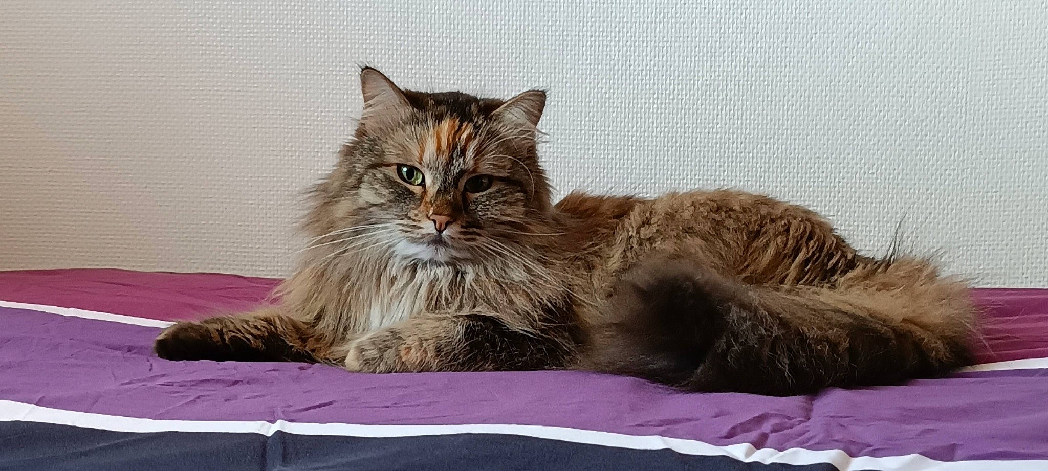 Phybee a rejoint le concours — aidez-le/la à gagner de superbes lots ! british_longhair, carnivore, cat, comfort, domestic_short_haired_cat, felidae, fur, maine_coon, small_to_medium_sized_cats, terrestrial_animal, whiskers