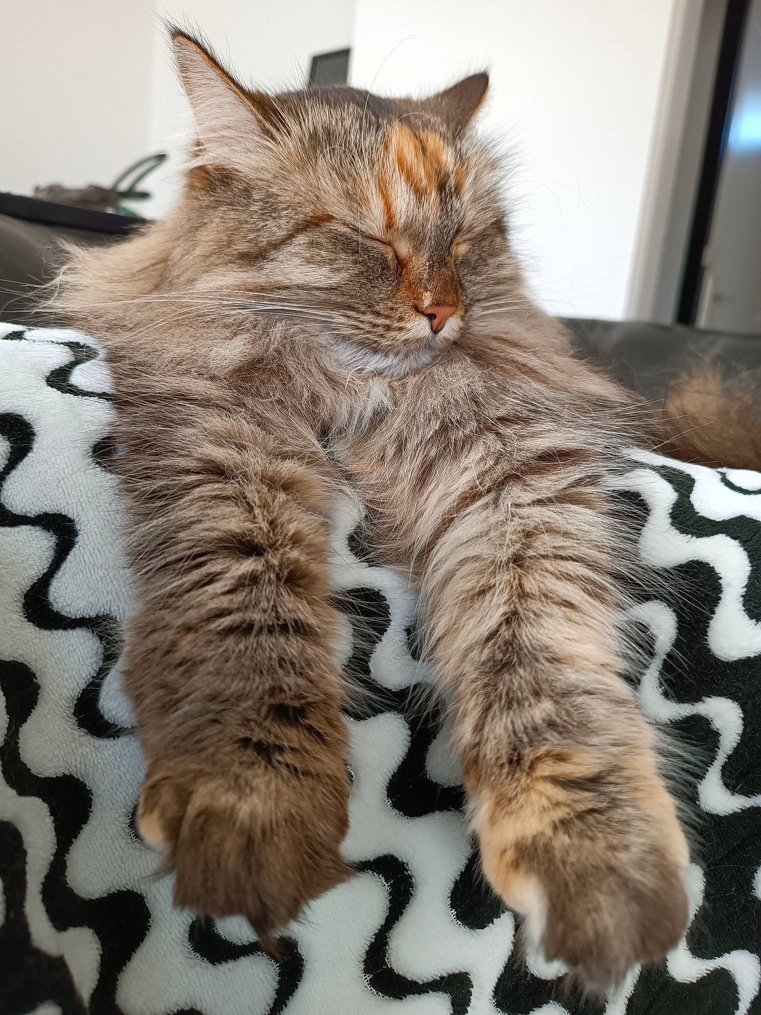 Phybee a rejoint le concours — aidez-le/la à gagner de superbes lots ! carnivore, cat, claw, comfort, domestic_short_haired_cat, felidae, fur, maine_coon, paw, small_to_medium_sized_cats, snout, tail, terrestrial_animal, whiskers, window