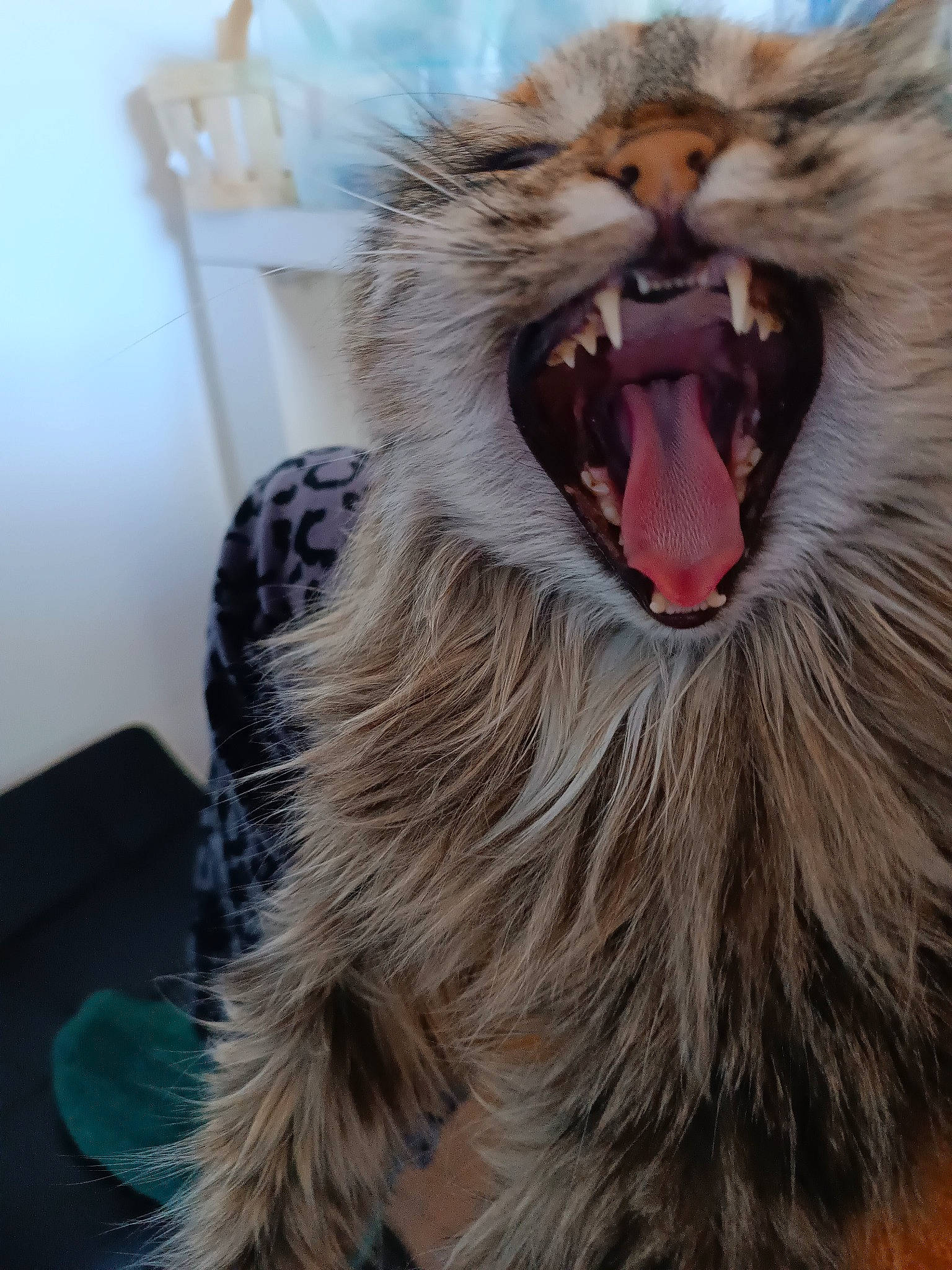 Phybee participe au concours pour gagner de l'argent avec cette photo : big_cats, carnivore, claw, fang, felidae, fur, hair, happy, head, human_body, jaw, roar, shout, small_to_medium_sized_cats, snout, terrestrial_animal, tooth, whiskers, wildlife, yawn