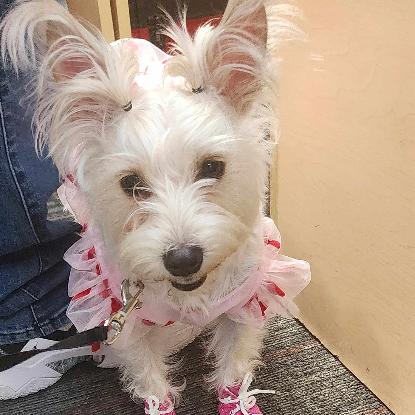 Roxy joined the competition — help win amazing prizes! accessory, adorable, animal, canine, carpet, clothing, cute, dog, ears, footwear, fur, indoor, leash, looking_up, pet, pink_dress, pink_shoes, small_dog, standing, white_dog