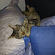 Baby joined the competition — help win amazing prizes! cat, tabby, sleeping, pillow, blanket, bed, cozy, indoor, fur, pet, resting, animal, cute, comfort, relaxation, patterned, blue, gray, domestic, whiskers