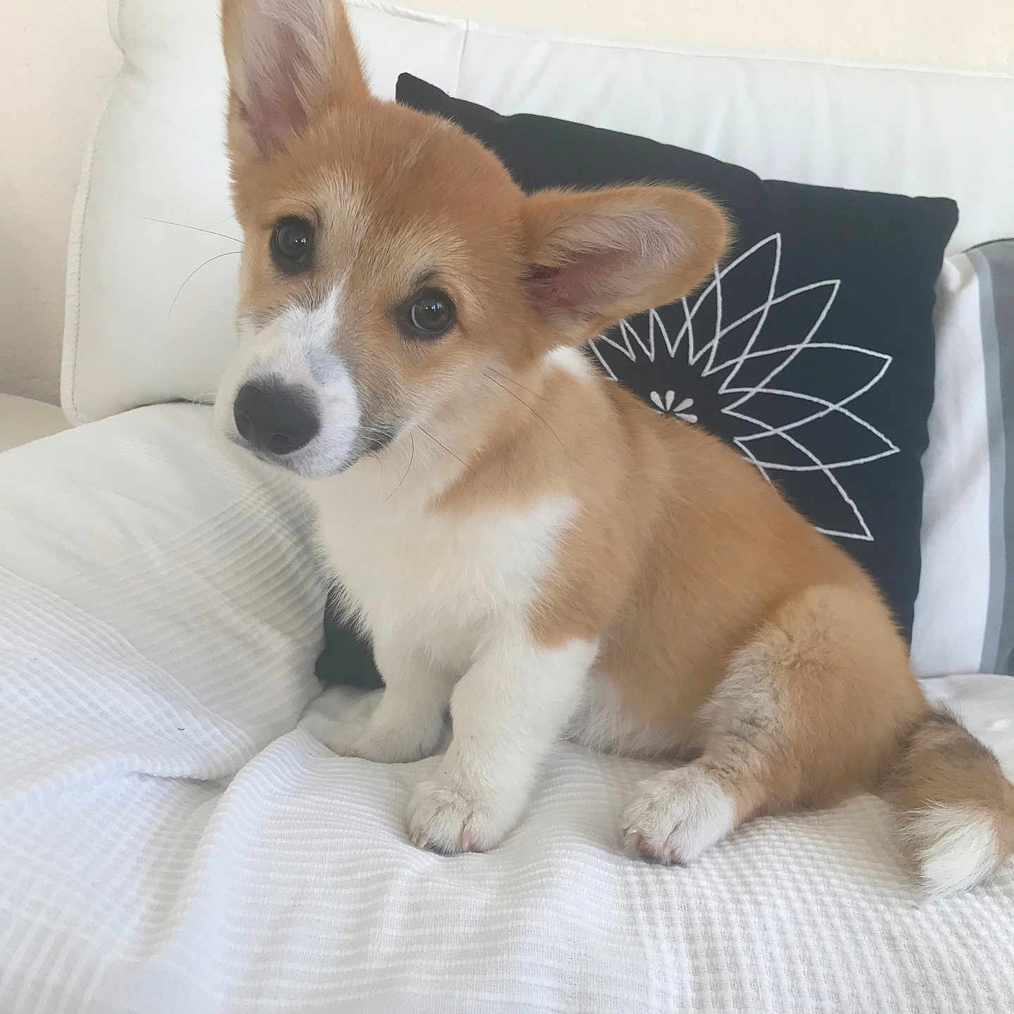 Charly a rejoint le concours — aidez-le/la à gagner de superbes lots ! animal, blanket, canine, chihuahua, cockerspaniel, couch, cushion, dog, furniture, homedecor, papillon, pet, pillow, puppy, snout