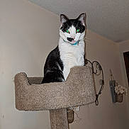 Serenity is registered to the contest to win money with this photo: animal, black_and_white, carpeted, cat, cat_tree, collar, curious, decor, domestic, ears, feline, green_eyes, head, indoor, mischievous, perched, pet, portrait, wall, whiskers