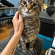 Stevie joined the competition — help win amazing prizes! animal, blanket, cat, closeup, cozy, domestic, ears, face, furniture, hand, indoor, laptop, person, pet, scratching, sitting, tabby_cat, tattoo, whiskers, wooden_floor