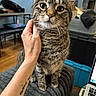 cat, tabby_cat, pet, animal, indoor, hand, tattoo, blanket, furniture, laptop, wooden_floor, person, scratching, closeup, whiskers, ears, face, sitting, domestic, cozy
