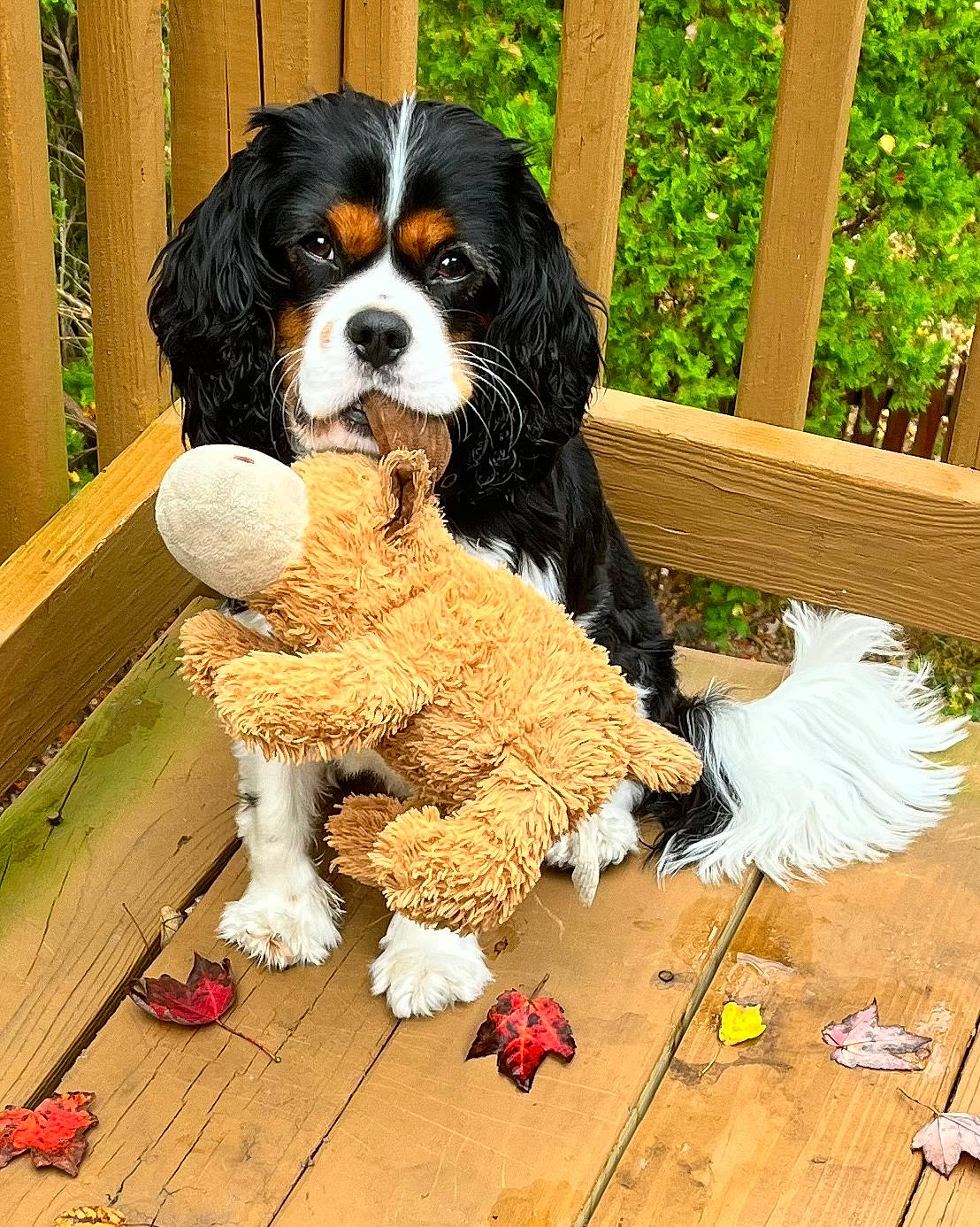 Loki is registered to the contest to win money with this photo: canidae, carnivore, cavalier_king_charles_spaniel, companion_dog, dog, dog_breed, flooring, fur, grass, hardwood, king_charles_spaniel, spaniel, sporting_group, terrestrial_animal, toy_dog, vertebrate, water_dog, wood, working_animal, working_dog