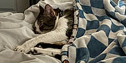 Oliver is registered to the contest to win money with this photo: cat, sleeping, blanket, bed, indoor, feline, cozy, resting, paw, keyboard, musical_instrument, white_bedspread, fur, domestic_animal, relaxation, peaceful, cute, striped_cat, animal, home