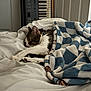 cat, sleeping, blanket, bed, indoor, feline, cozy, resting, paw, keyboard, musical_instrument, white_bedspread, fur, domestic_animal, relaxation, peaceful, cute, striped_cat, animal, home