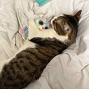 Oliver is registered to the contest to win money with this photo: cat, tabby, plush_toy, unicorn, bed, comforter, white_bedding, sleepy, cute, pet, animal, cuddle, feline, soft, indoor, resting, cozy, toy, striped, peaceful