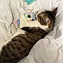 cat, tabby, plush_toy, unicorn, bed, comforter, white_bedding, sleepy, cute, pet, animal, cuddle, feline, soft, indoor, resting, cozy, toy, striped, peaceful