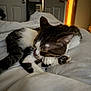 cat, tabby_cat, white_bed, sleeping, indoor, bedroom, door, soft_light, cozy, animal, pet, resting, feline, fur, paw, quiet, comfort, relaxation, warm_light, home