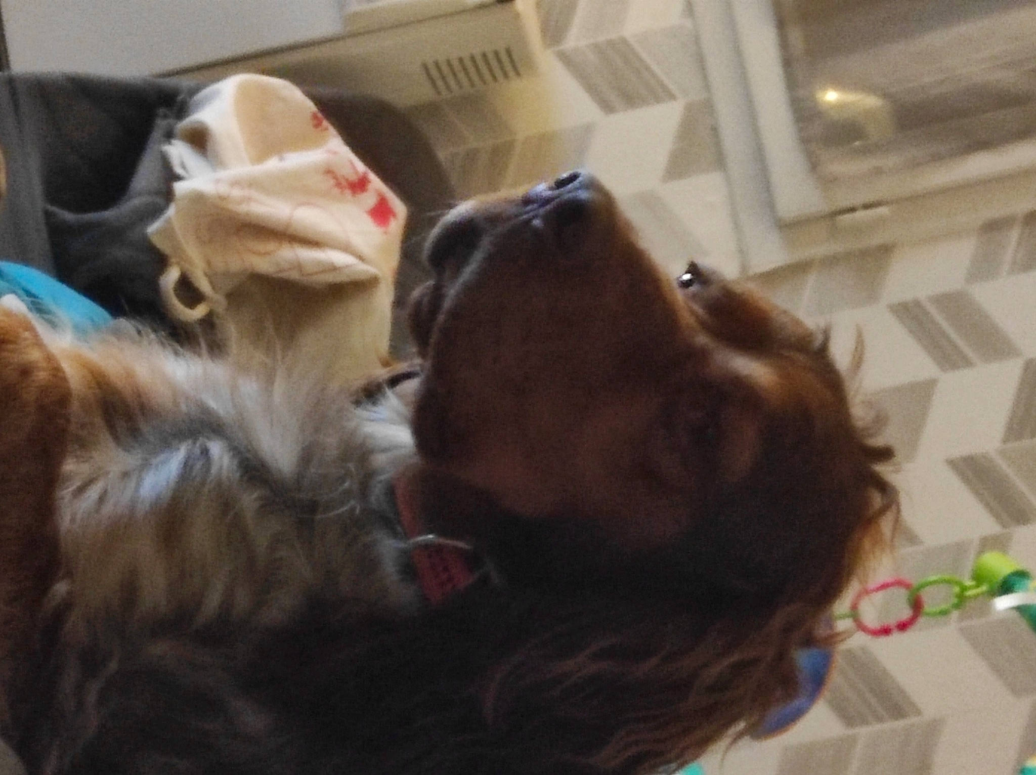 Paco a rejoint le concours — aidez-le/la à gagner de superbes lots ! carnivore, comfort, companion_dog, dog, dog_breed, ear, fawn, felidae, fun, fur, liver, mammal, retriever, selfie, snout, spaniel, toy_dog, vertebrate, whiskers, working_animal