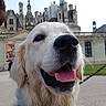 Appy a rejoint le concours — aidez-le/la à gagner de superbes lots ! dog, golden_retriever, pet, animal, outdoor, happy, tongue_out, leash, collar, building, castle, architecture, sky, grass, walk, portrait, closeup, muzzle, canine, daytime