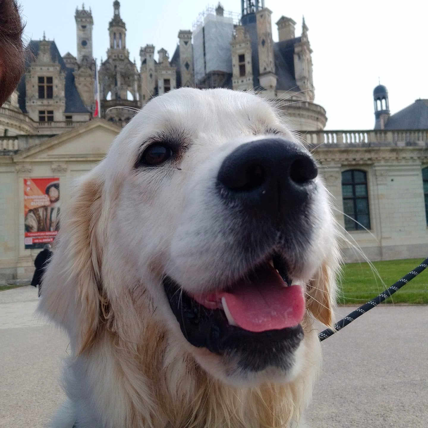 Appy a rejoint le concours — aidez-le/la à gagner de superbes lots ! dog, golden_retriever, pet, animal, outdoor, happy, tongue_out, leash, collar, building, castle, architecture, sky, grass, walk, portrait, closeup, muzzle, canine, daytime