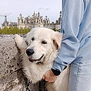 Appy participe au concours pour gagner de l'argent avec cette photo : dog, white_dog, stone_wall, person, blue_clothing, castle, outdoor, leash, pet, happy, fur, hand, watch, architecture, sky, landscape, animal, nature, companionship, casual