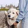 dog, white_dog, stone_wall, person, blue_clothing, castle, outdoor, leash, pet, happy, fur, hand, watch, architecture, sky, landscape, animal, nature, companionship, casual