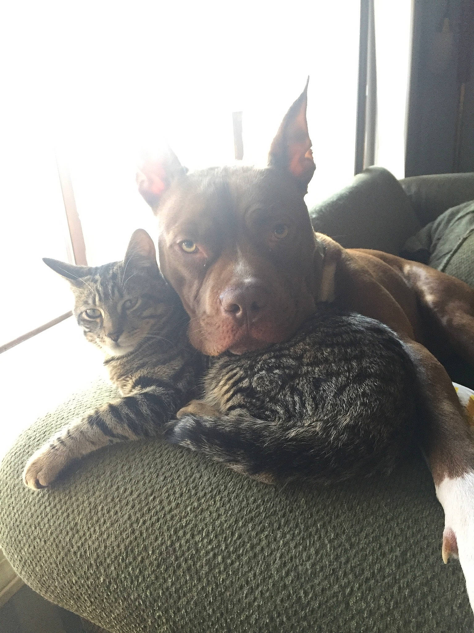 Norm is registered to the contest to win money with this photo: carnivore, cat, comfort, companion_dog, couch, dog, dog_breed, domestic_short_haired_cat, ear, fawn, felidae, fur, paw, small_to_medium_sized_cats, snout, tail, toy_dog, whiskers, window, working_animal