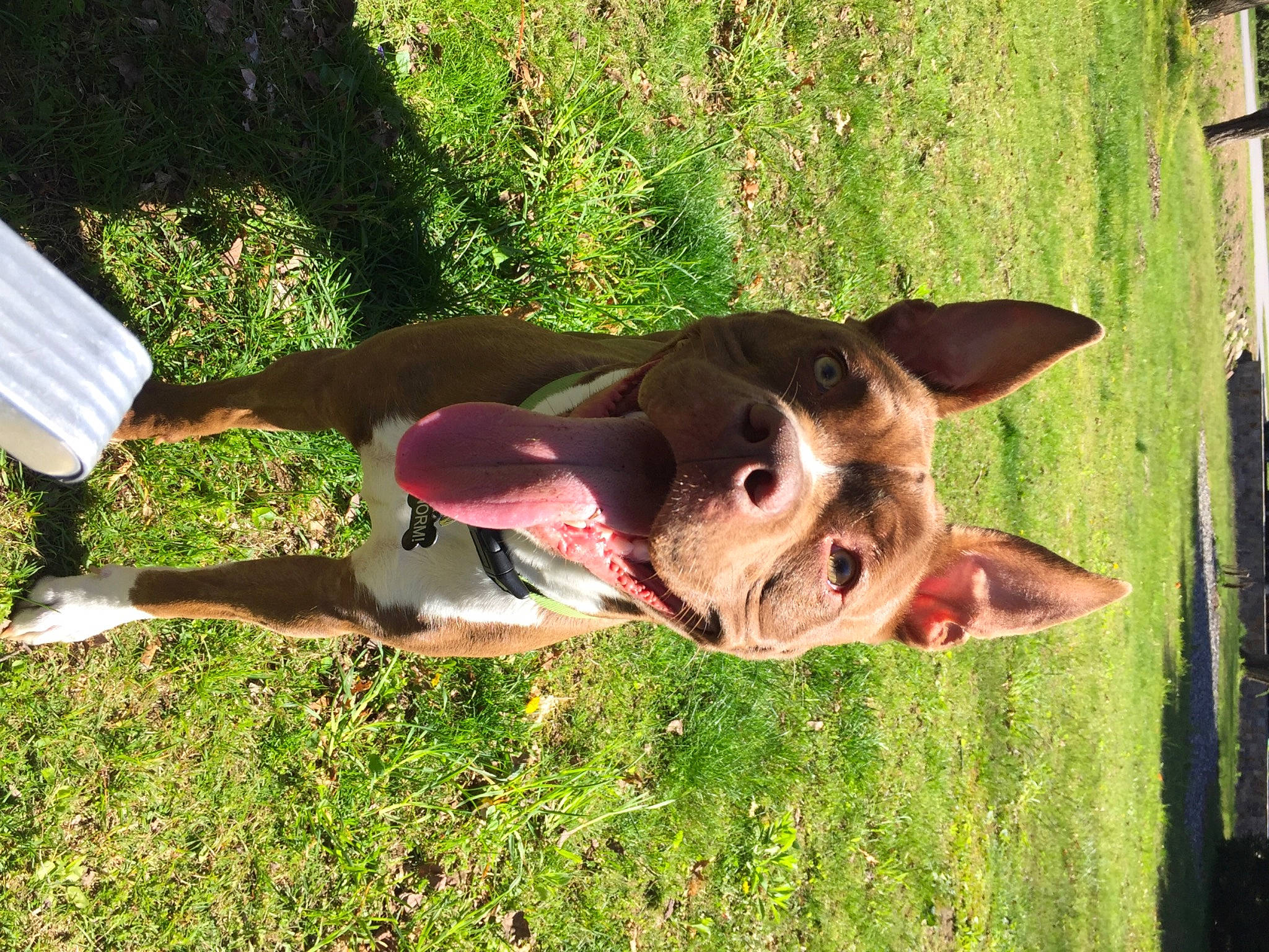 Norm joined the competition — help win amazing prizes! canidae, carnivore, collar, companion_dog, dog, dog_breed, dog_supply, fawn, grass, liver, mammal, natural_material, non_sporting_group, pasture, plant, sporting_group, tail, terrestrial_animal, wood, working_animal