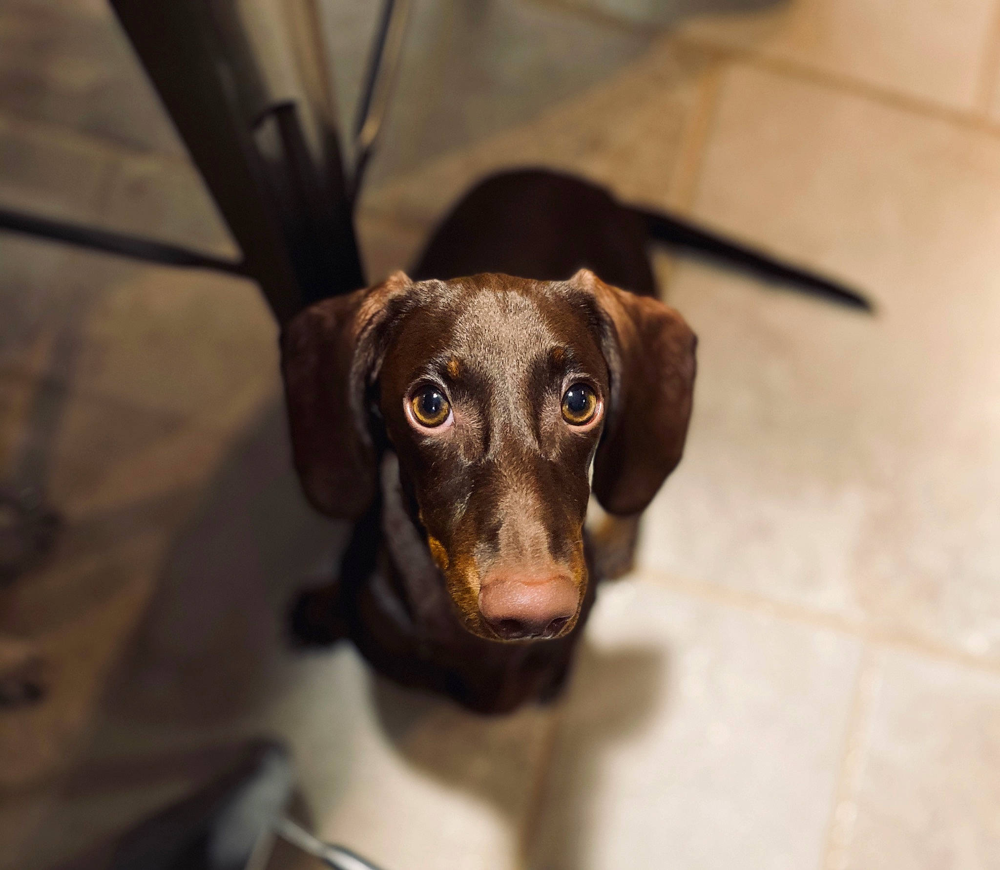 Poncho a rejoint le concours — aidez-le/la à gagner de superbes lots ! beagador, canidae, carnivore, dachshund, dog, dog_breed, ear, eye, hunting_dog, liver, mammal, puppy, rare_breed_dog, snout, sporting_group, vertebrate, whiskers