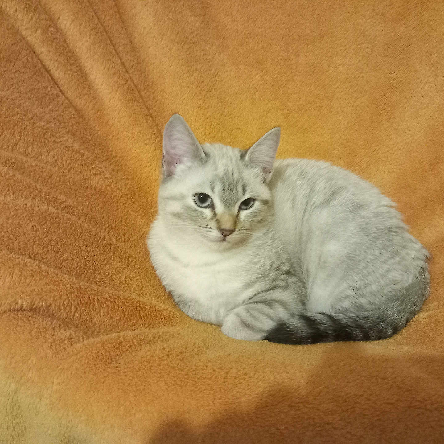 Djedidi Rejeb participe au concours pour gagner de l'argent avec cette photo : animal, blanket, calm, cat, cozy, cute, domestic, ears, feline, fur, indoor, orange, pet, relaxation, resting, sleepy, soft, tabby, tail, whiskers