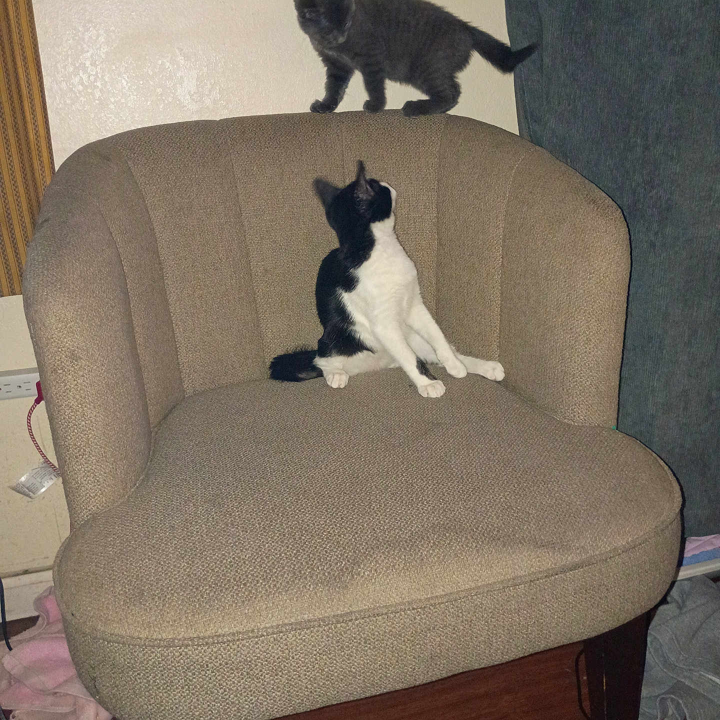 Zeus