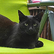 Quattro participe au concours pour gagner de l'argent avec cette photo : alert, animal, black_cat, cat, chair, daylight, ears, feline, garden, green_chair, greenery, leaves, nature, outdoor, pet, portrait, relaxed, sitting, whiskers, wooden_fence