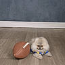 London joined the competition — help win amazing prizes! animal, blue, brown, cute, dog, floor, fluffy, football, furry, indoor, laying_down, pet, playing, pomeranian, puppy, small_dog, sports_jersey, toy, wooden_floor, yellow