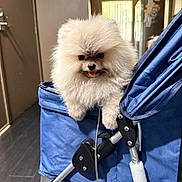 London is registered to the contest to win money with this photo: animal, blue, cute, dog, door, floor, fluffy, fur, handle, home, house, indoor, pet, pomeranian, puppy, refrigerator, small_dog, stroller, tongue_out, wheel