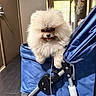 animal, blue, cute, dog, door, floor, fluffy, fur, handle, home, house, indoor, pet, pomeranian, puppy, refrigerator, small_dog, stroller, tongue_out, wheel