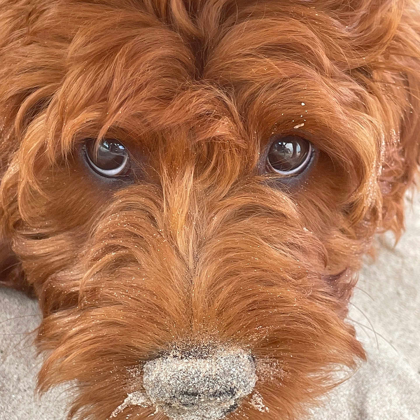 Murphy joined the competition — help win amazing prizes! airedale, animal, ball, canine, cockerspaniel, dog, face, football, head, hound, person, pet, poodle, puppy, snout, soccer, soccerball, sport, terrier, whitedog