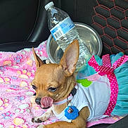 Mahia joined the competition — help win amazing prizes! chihuahua, dog, pet, clothing, dress, bow, tutu, pink_blanket, car_seat, water_bottle, metal_bowl, tongue_out, cute, small_dog, animal, indoor, seat_cover, resting, accessory, colorful