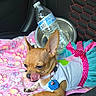 chihuahua, dog, pet, clothing, dress, bow, tutu, pink_blanket, car_seat, water_bottle, metal_bowl, tongue_out, cute, small_dog, animal, indoor, seat_cover, resting, accessory, colorful