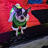 chihuahua, dog, pet, costume, green_clothing, bed, blanket, indoor, furniture, small_dog, animal, cute, black_and_white_dog, fur_trim, looking_at_camera, domestic_animal, bedroom, colorful, resting_place, soft_fabric