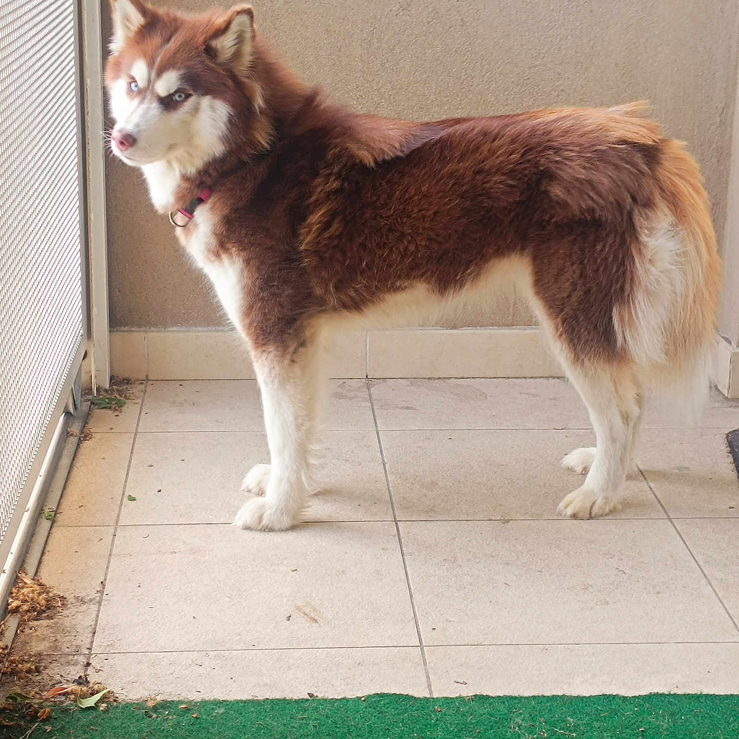 Laïka