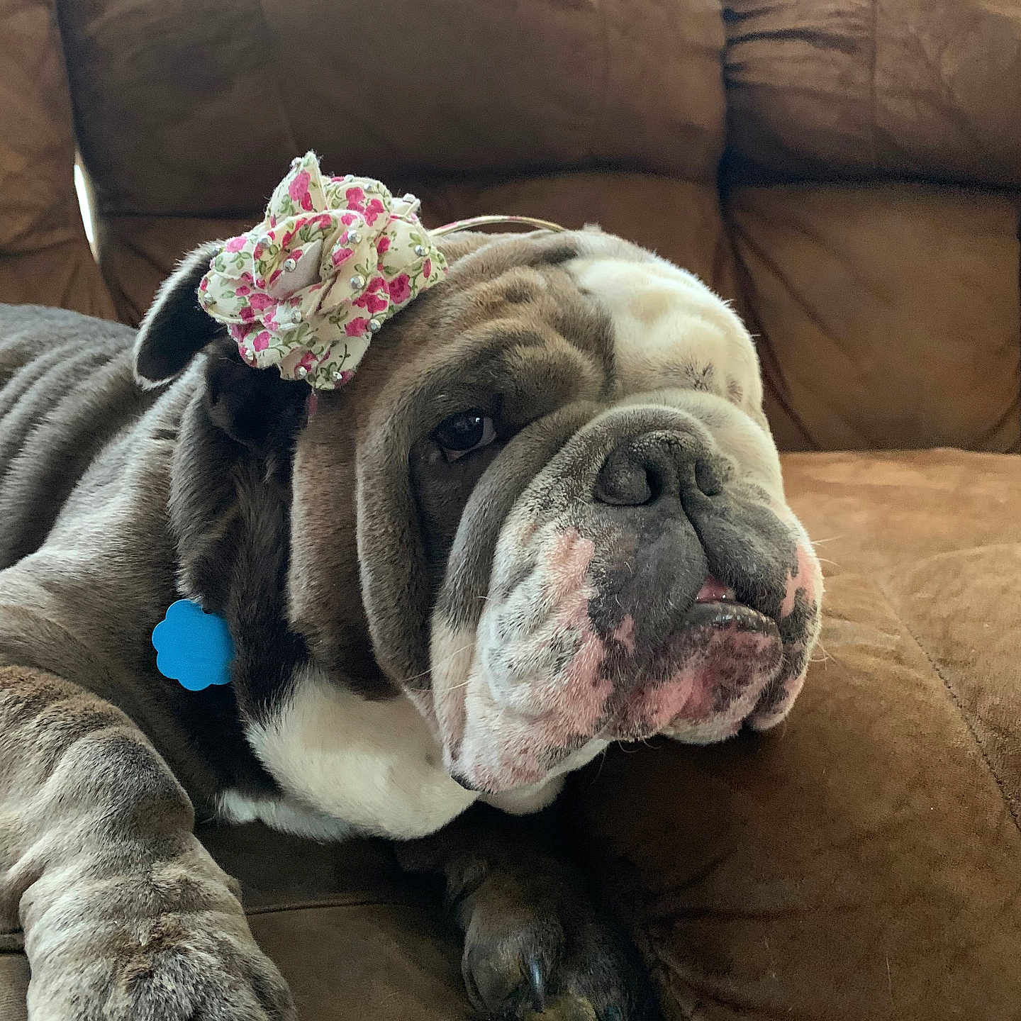 Luna is registered to the contest to win money with this photo: animal, boxer, bulldog, canine, couch, cushion, dog, flower, flowerarrangement, frenchbulldog, furniture, geranium, homedecor, indoors, interiordesign, person, pet, pitbull, plant, puppy