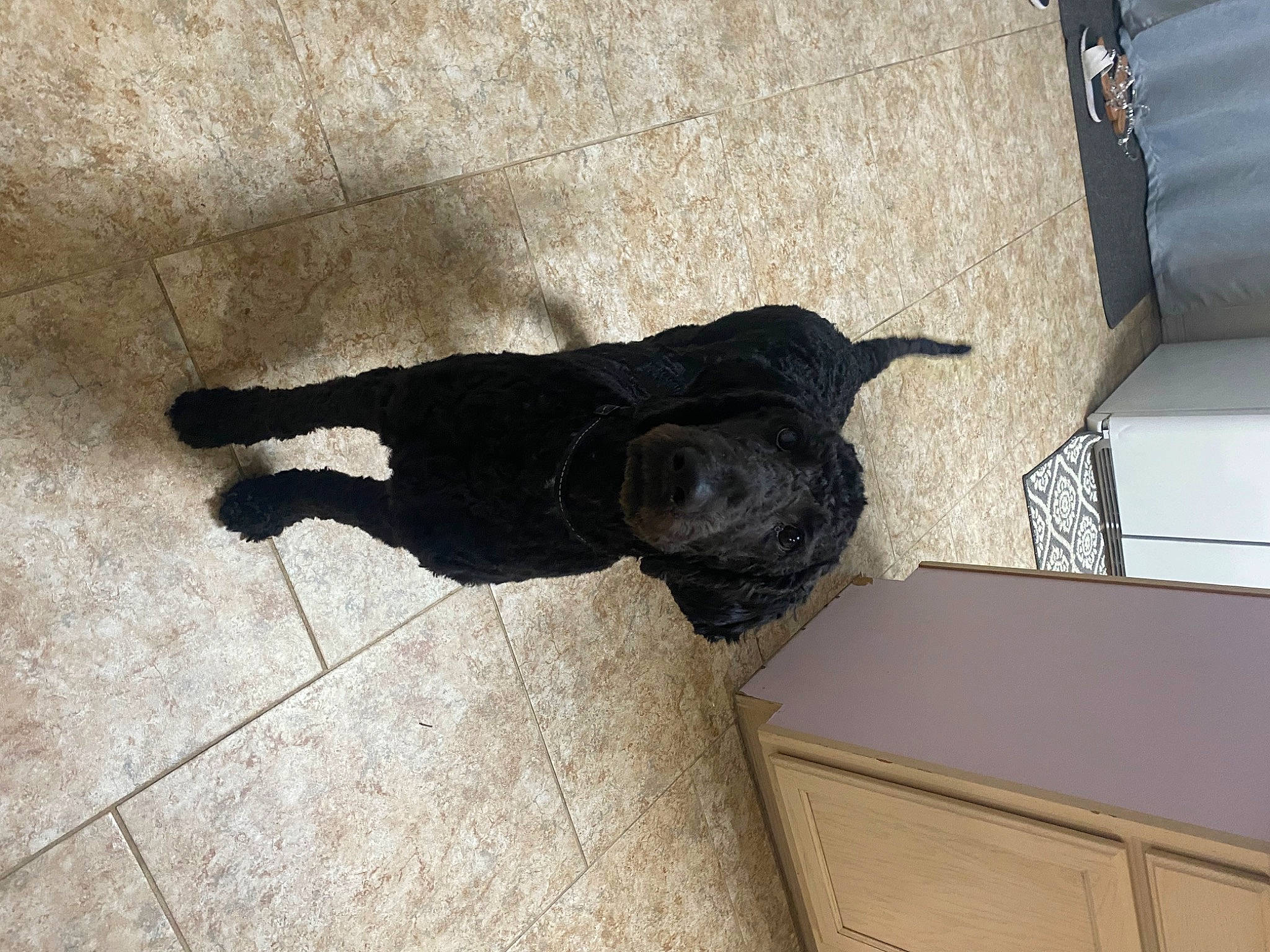 Monty is registered to the contest to win money with this photo: black_cat, canidae, carnivore, companion_dog, dog, dog_breed, fawn, felidae, flooring, fur, grey, hardwood, mammal, shipping_box, small_to_medium_sized_cats, snout, tail, tints_and_shades, vertebrate, wood