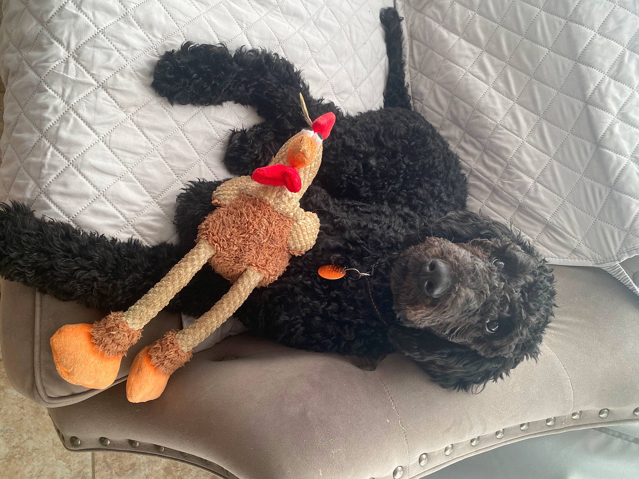 Monty joined the competition — help win amazing prizes! carmine, chair, comfort, fashion_accessory, fawn, fiber, foot, fur, human_leg, plush, room, stuffed_toy, tail, teddy_bear, textile, thigh, toy, wool, woolen, wrist