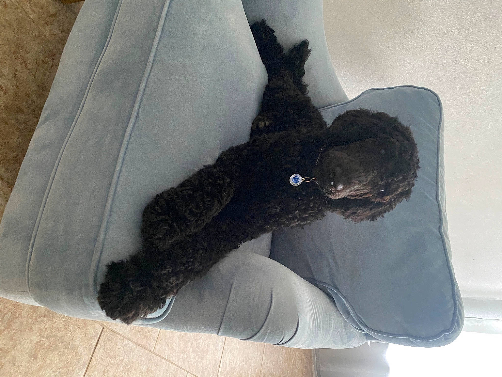 Monty is registered to the contest to win money with this photo: black_cat, canidae, comfort, dog_breed, fashion_accessory, feather, fur, glove, grey, hat, helmet, human_leg, personal_protective_equipment, sleeve, sporting_group, sportswear, stuffed_toy, tail, thigh